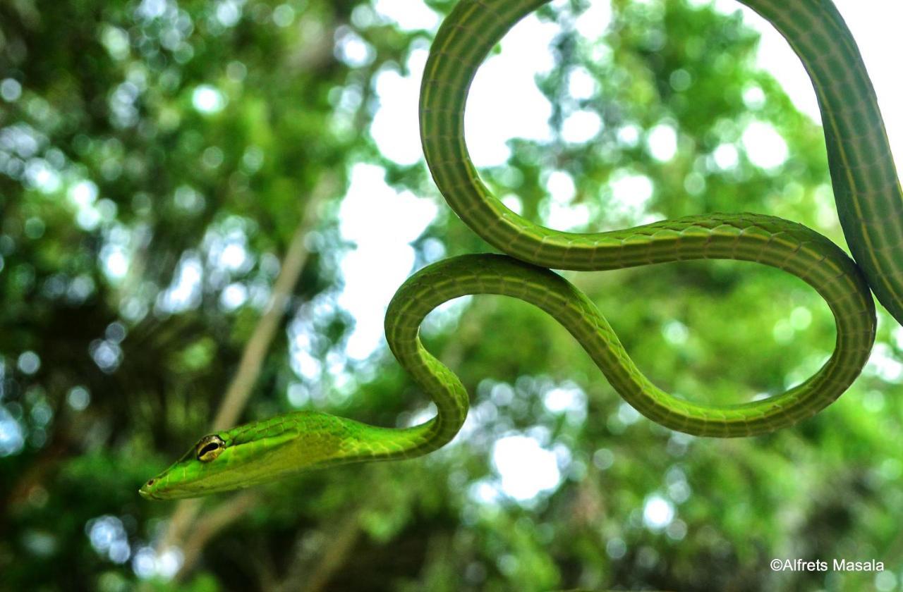 Bitung Tangkoko Ranger Homestay מראה חיצוני תמונה